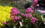 bergenia-winter-2