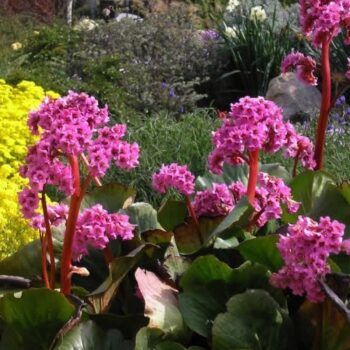 bergenia-winter-2