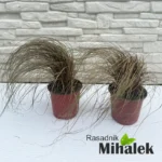 carex-bronco-sadnice-1