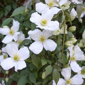 clematis-montana-grandiflora-4