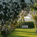 klematis-montana-grandiflora3