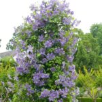 clematis-prince-charls2