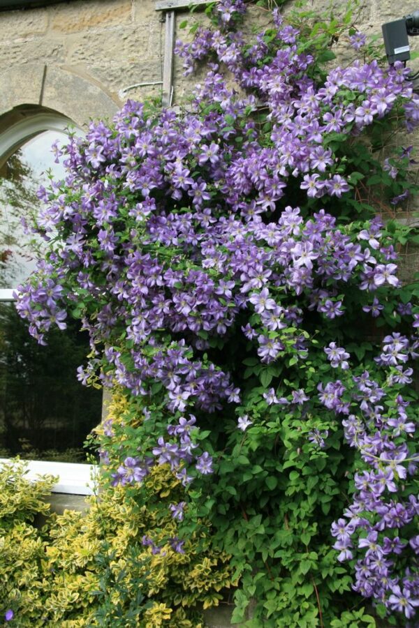 clematis prince charls7