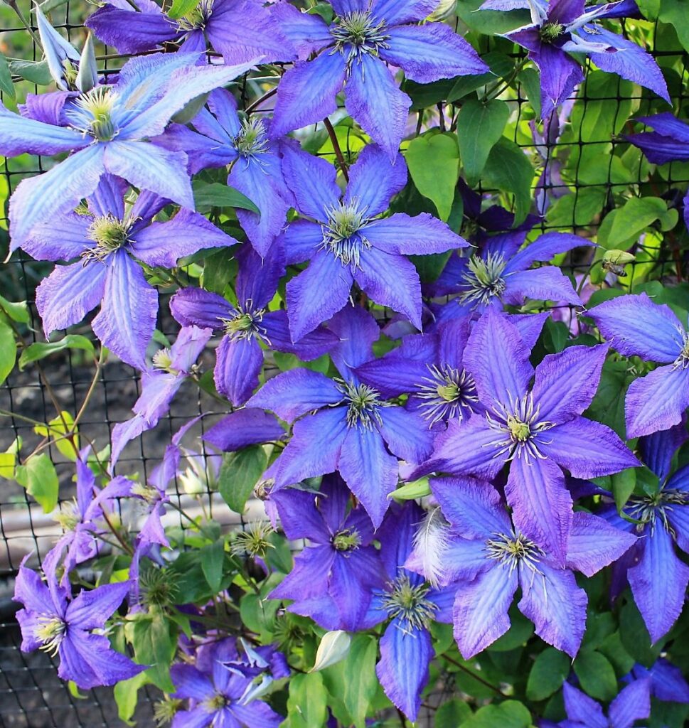 clematis-rapsody3