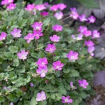 erodium-bishop-form-2