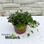 erodium-bishop-form-sadnice