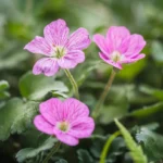 erodium-variable-bishop-form-3