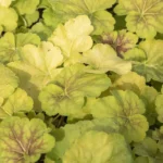 heuchera-delta-dawn-5