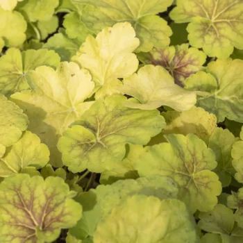 heuchera-delta-dawn-5