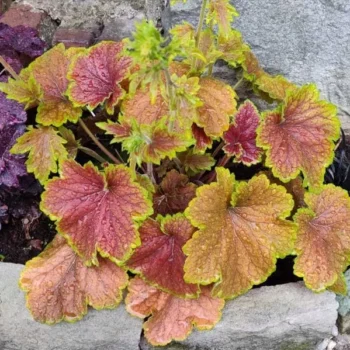 heuchera-delta-dawn-6
