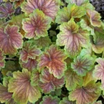 heuchera-delta-dawn-7