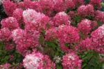hydrangea-paniculata-diamond-rouge-2