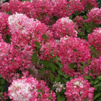hydrangea-paniculata-diamond-rouge-2