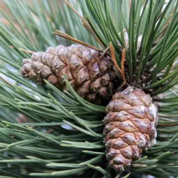 pinus-nigra-crni-bor-šišarke