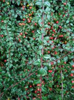 cotonaester-dammeri-2