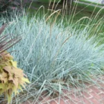 leymus-arenarius-blue-dune-3