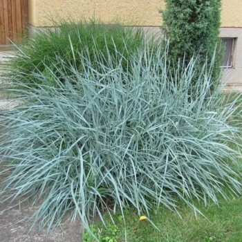 leymus-blue-dune-2