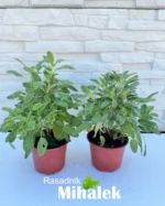 salvia-icterina-sadnice-2