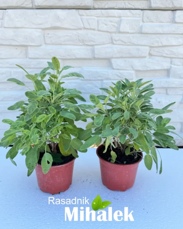 salvia-icterina-sadnice-2