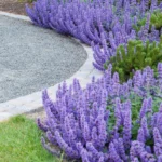Nepeta-racemosa-Walkers-Low-1