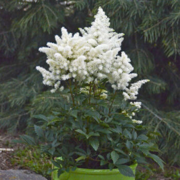 astilba-arendsii-astary-white-3