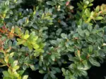 berberis-park-jewel-5