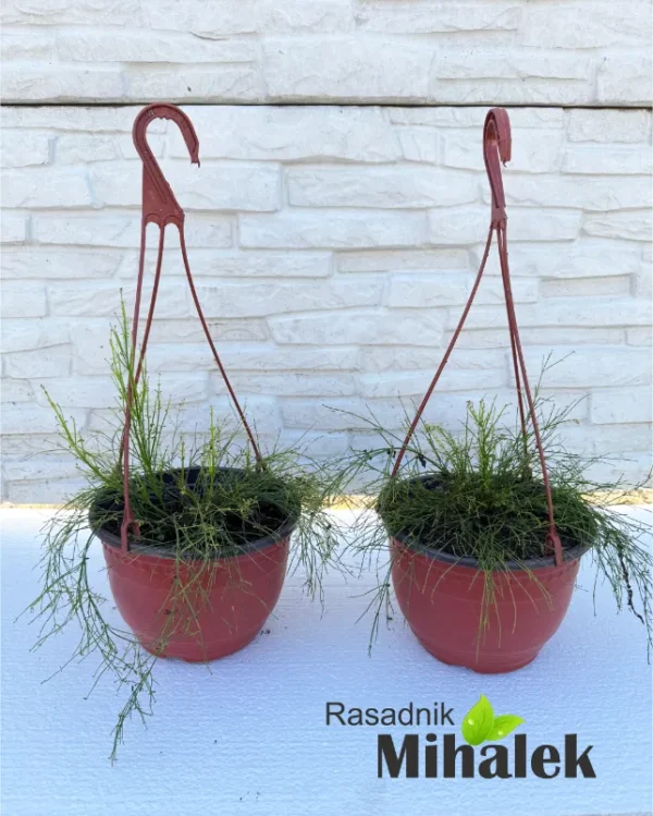 ruselija-crvena-sadnica
