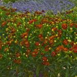 helenium-ruby-2