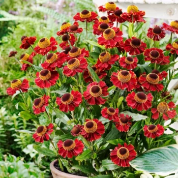 helenium-ruby-tuesday-2