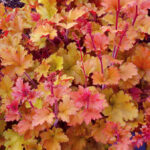 heuchera-marmelade1