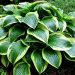 hosta-queen-josephine-5