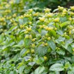 lamiastrum galedbolon2