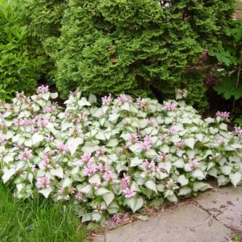 lamium-pink-pewter-2