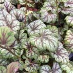 Heuchera "Marble Silver" - Image 2