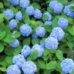 hortenzija plava