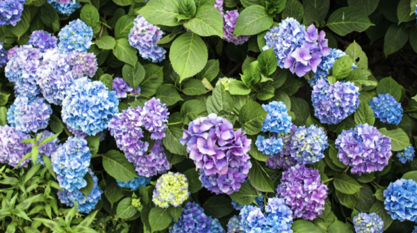 hortenzija-plavo-ljubicasta