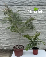lagerstroemia-acoma-varijacije-3