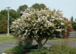 lagerstroemia-indica-acoma-1