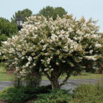 lagerstroemia-indica-acoma-1
