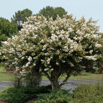 lagerstroemia-indica-acoma-1