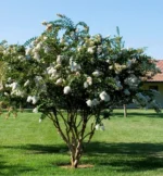 lagerstroemia-indica-acoma-2