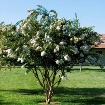lagerstroemia-indica-acoma-2