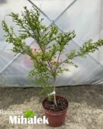lagerstroemia-indica-acoma-sadnica