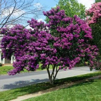 lagerstroemia-indica-powhtan-4