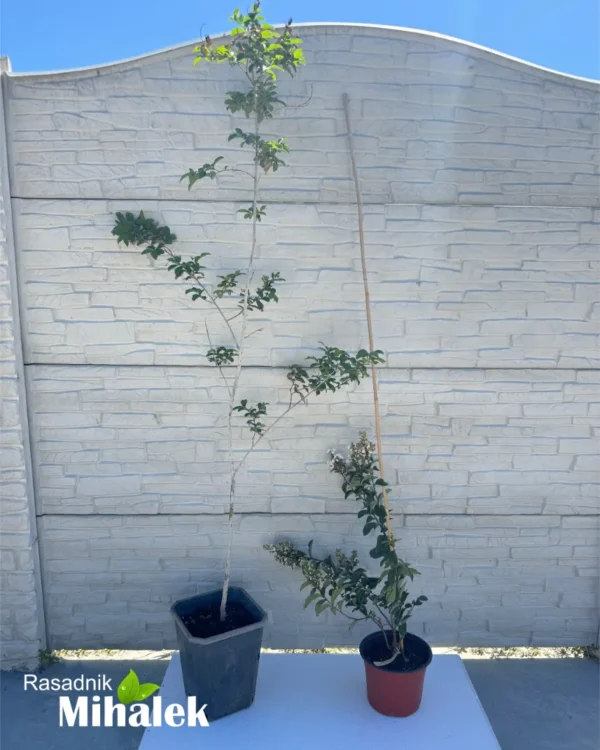 lagerstroemia-natches-varijacija-2