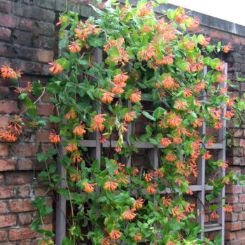 lonicera-dropmore-scarlet1