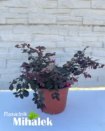 loropetalum-chinese-fire-dance-sadnice