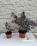 loropetalum-chinese-fire-dance-sadnice-2