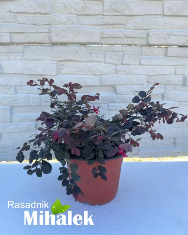 loropetalum-chinese-fire-dance-sadnice