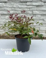 nandina-obsessed-sadnica
